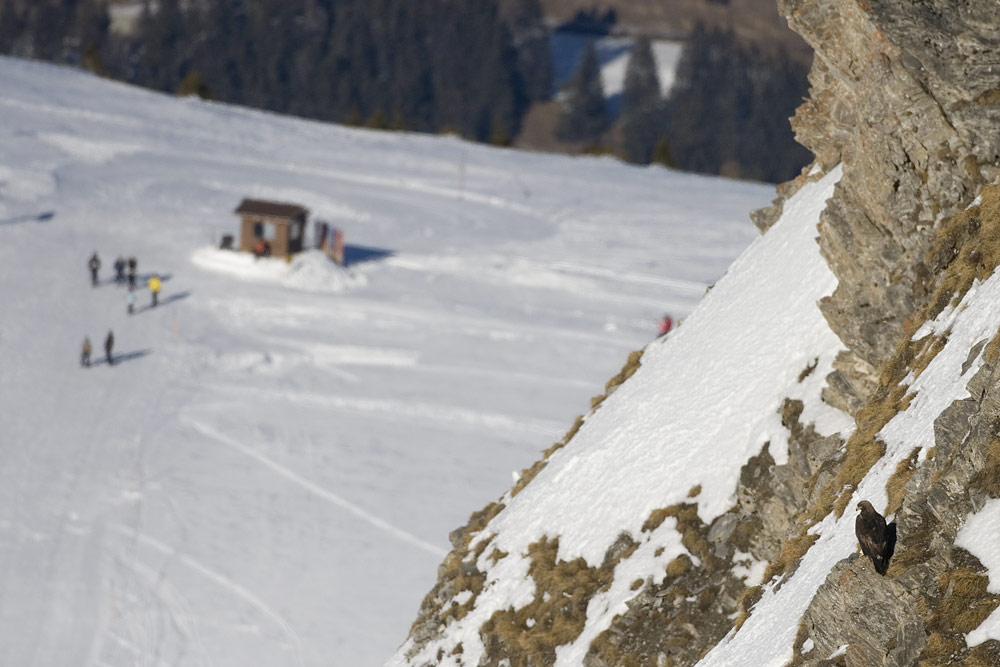 steinadler sitzt in felswand und beobachtet die skifahrer