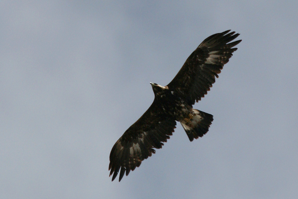 steinadler im beutesuchflug