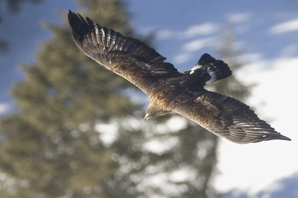 steinadler im suchflug von oben